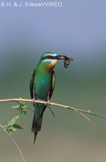 Blue-cheeked Bee-eater e05-3-018.jpg